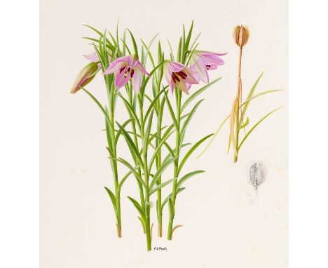Raymond Booth (1929-2015) "Lilium Nanum" Signed, pencil and oil on paper, 33cm by 31cm, unframed Exhibited: "Raymond Booth, I