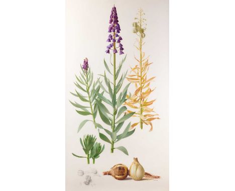 Raymond Booth (1929-2015) “Frutilaria Persica” Signed and dated 1998, pencil and oil on paper, 99.5cm by 54.5cm  Exhibited: "