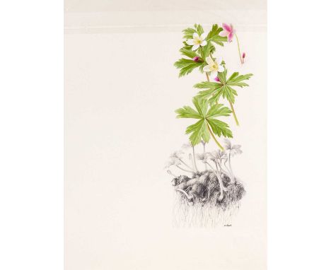 Raymond Booth (1929-2015) "Anenome Flaccida" (plate 9, p. 22) Signed, pencil and oil on paper, 42cm by 32cm, unframed Exhibit