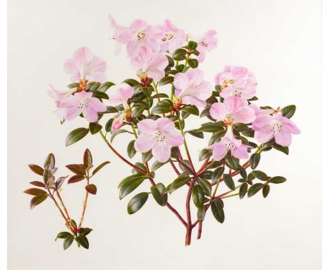Raymond Booth (1929-2015)  “Rhododedron Moupinense Pink-Flowered”  Pencil and oil on paper, 37.5cm by 44cm    Exhibited: "Ray