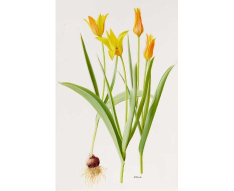 Raymond Booth (1929-2015) "Tulipa Ferganicia" Signed, pencil and oil on paper, 51.5cm by 33.5cm, (unframed) Exhibited: "Raymo