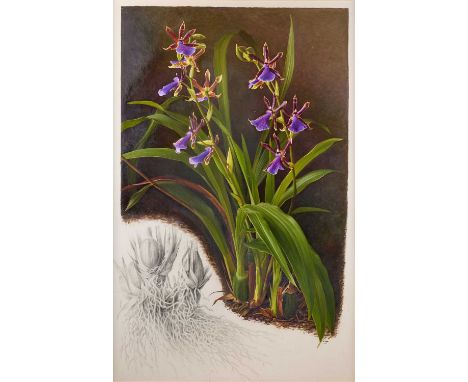 Raymond Booth (1929-2015) “Zygopetalum Hybrid” (1992) Signed and dated 1992, pencil and oil on paper, 82.5cm by 52.5cm  Exhib