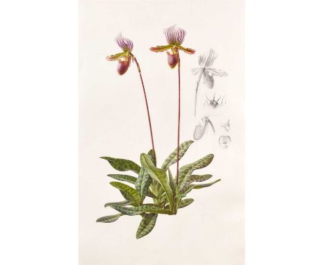 Raymond Booth (1929-2015) “Paphiopedilum Barbatum” Pencil and oil on paper, 62.5cm by 39.5cm  Exhibited: "Raymond Booth, In t