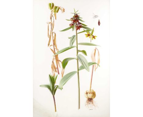 Raymond Booth (1929-2015) “Fritillaria Sewerzowii” Signed and dated 1997, oil on paper, 72.5cm by 48.5cm  Exhibited: "Raymond