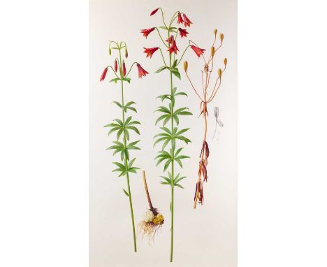 Raymond Booth (1929-2015) “Lilium Grayi” Signed and dated 1992, pencil and oil on paper, 100.5cm by 56.5cm  Exhibited : "Raym