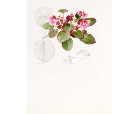 Raymond Booth (1929-2015) "Shortia Soldanelloides" (plate 29, page 63) Pencil and oil on paper, 42cm by 32cm, unframed   Exhi