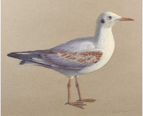 Raymond Booth (1929-2015) “Study of a Juvenile Black Headed Gull in Winter Plumage” Inscribed, pencil and oil on paper, 32.5c