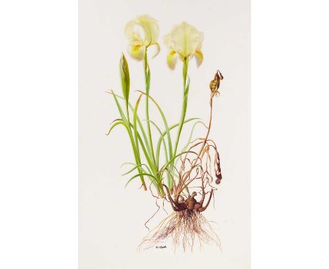 Raymond Booth (1929-2015) "Iris Barnamuae var Urmiensis" Signed, pencil and oil on paper, 51.5cm by 33cm, (unframed) Exhibite