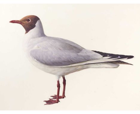 Raymond Booth (1929-2015) “Study of Black-Headed Gull” Pencil and oil on paper, 29.5cm by 38.5cm  Exhibited: "Raymond Booth, 