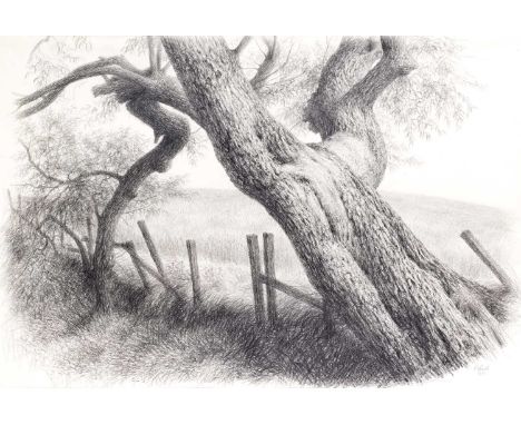 Raymond Booth (1929-2015) “The Old Tree” (1981) Signed and dated 1981, pencil, together with a further pencil drawing “Tree S