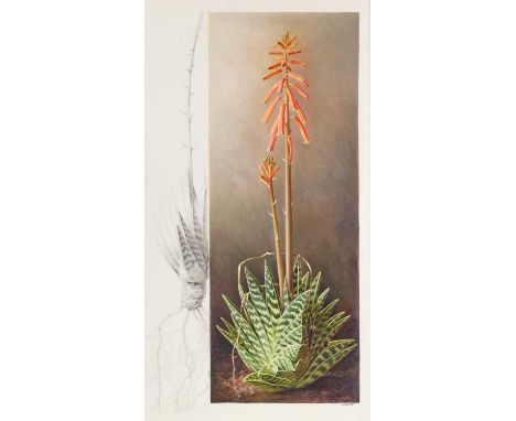 Raymond Booth (1929-2015) “Aloe Variegata” (1985) Signed and dated 1985, pencil and oil on paper, 55cm by 29.5cm  Exhibited: 