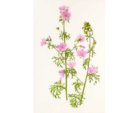 Raymond Booth (1929-2015) “Common Mallow” (Malva Sylvestris) Oil on paper, 46.5cm by 29.5cm  Exhibited: "Raymond Booth, In th