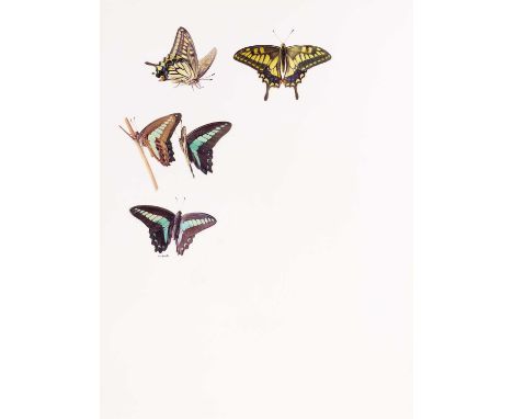 Raymond Booth (1929-2015) "Papilio Xuthus & Graphium Sarpedon Nipponum" (plate 20, p.46) Signed, pencil and oil on paper, 32.