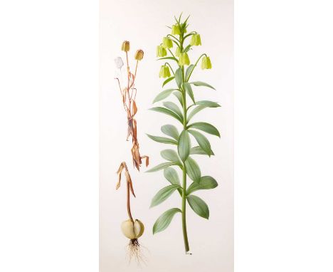 Raymond Booth (1929-2015) “Fritallaria Pallidiflora” Signed and dated 1993, pencil and oil on paper, 86cm by 43cm  Exhibited 