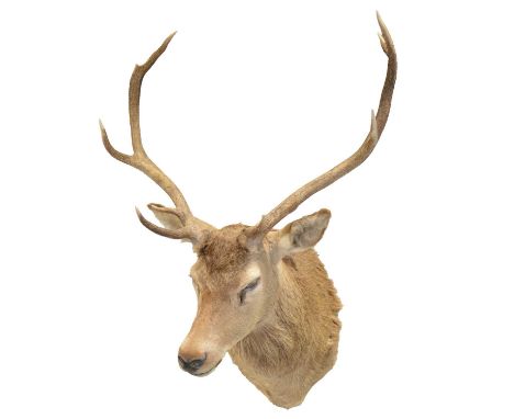 Taxidermy: Scottish Red Deer Stag, shoulder mount (no shield), head turning right, width 72cm, depth 70cm, height 100cm.Footn