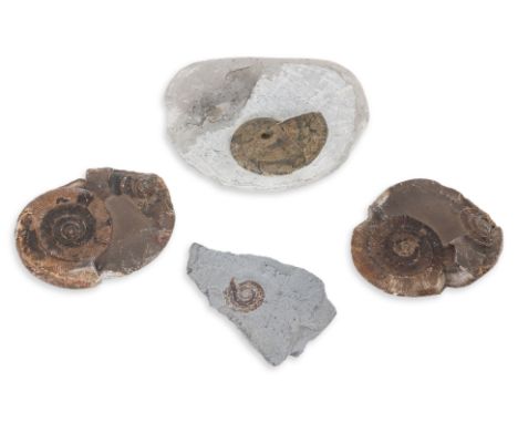 A GROUP OF THREE AMMONITE FOSSILS
Tracophiloceras ammonite, Dorset England, with Palma Gems, London label, a dual ammonite no