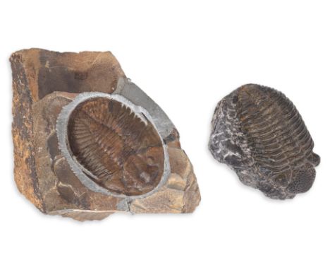 TWO TRILOBITE FOSSILS
Phacops africanus (Middle Devonian), Hamar Laghad formation, Alnif region of Morocco, and a Ogyginus Co