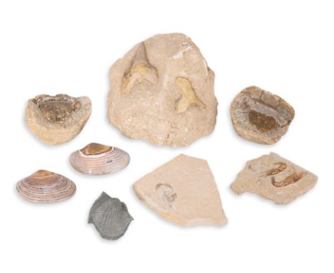 A GROUP OF VARIOUS MARINE FOSSILS
Comprising a shark tooth, Otodus obliquus (Eocene period), Khouribga Morocco, with catalogu