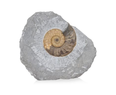 A LARGE AMMONITE DISPLAY SPECIMEN
Asteroceras, probably from Dorset England
13.5cm high (fossil), 29 x 25cm (whole stone)
Con