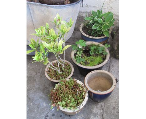 Five ceramic garden planters, four with plants.  (5)(B.P. 24% incl. VAT)