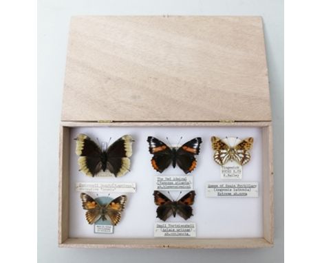 A COLLECTION OF FIVE BRITISH LISTED BUTTERFLIES, depicting extreme aberration. Male. Camberwell Beauty (N.antiopa) ab.hygeia.