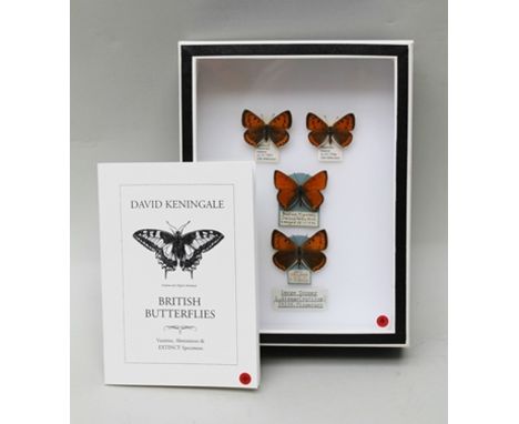 LARGE COPPER, HISTORIC INTRODUCED RACE, TIPPERARY, IRELAND. Lycaena dispar rutilus, introduced into Tipperary by Col. E. Bagw