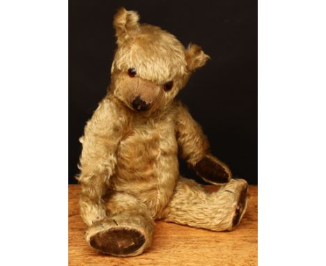 A 1920's/1930's golden mohair jointed, amber and black glass eyes, pronounced snout with brown vertically stitched nose and m
