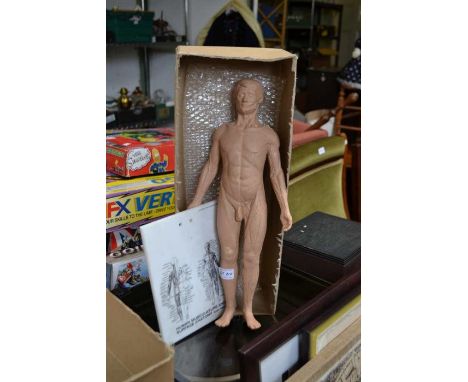 A human musculature and surface anatomy scale model