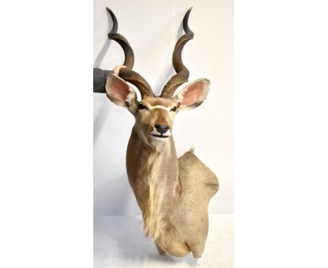 A greater kudo (Tragelaphus Strepsiceros) taxidermy head and upper torso with twin antlers (now detached and separately mount