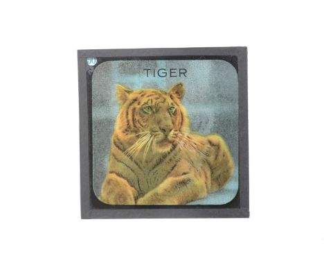 3¼in sq Magic Lantern Slides,  London Zoo and other animals - Primus Coloured Lantern Slides 'Rambles Round London Zoological