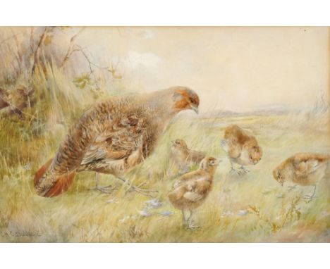 CHARLES HENRY CLIFFORD BALDWYN (1859-1943)  GREY PARTRIDGE AND YOUNG signed, watercolour, 29.5 x 45cm++Minor peripheral mount