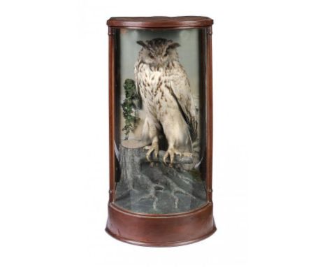 TAXIDERMY.  EAGLE OWL, EARLY 20TH C  mounted on a mossy tree stump before ferns and painted light blue silk covered backboard