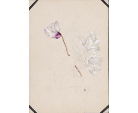 WILLIAM JOHN PITCHER, RI (1858-1925) SEVEN SKETCH BOOKS OF BOTANICAL DRAWINGS 217 leaves, mostly dated (23 February 1918-20 J