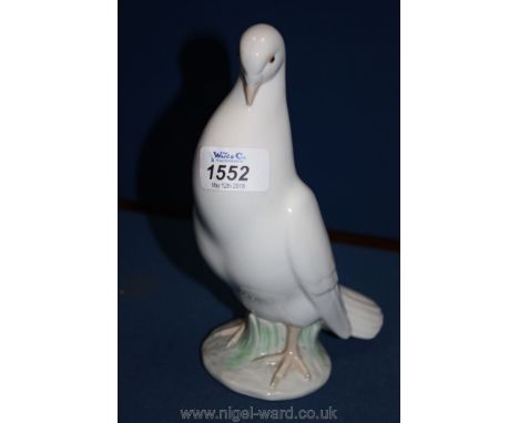 A Nao Pigeon