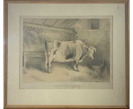 A DUCOTE after L HOTES 'Durham Ox'Lithograph 34 x 43.5cm (sight size)Condition report: Framed size: 52 x 60cm