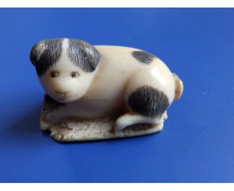 A 19thC vegetable ivory netsuke of a piebald puppy,  1.75” across – damaged.