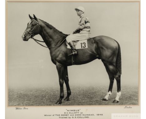 A b&amp;w photograph of the 1949 2,000 Guineas and Derby winner Nimbus with Charlie Elliott up,
by Miles Bros., London, large