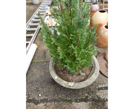 Circular Concrete Garden Planter and Contents - Evergreen 