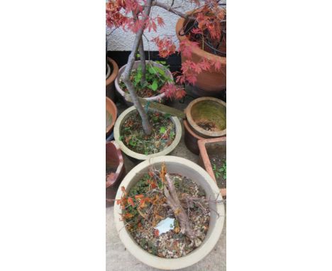 TWO GLAZED PLANTERS AND A PLASTIC PLANTER WITH SHRUBS