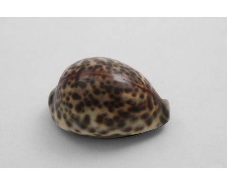AN EARLY VICTORIAN SCOTTISH PROVINICAL MOUNTED COWRIE SHELL SNUFF BOX with border engraving around the cover and script initi
