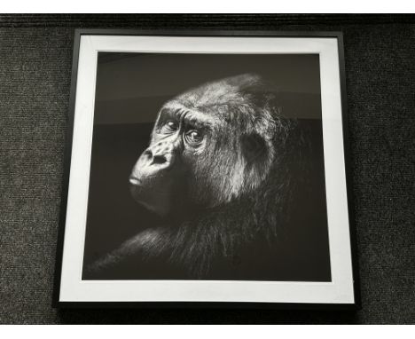 Jasper Dalgleish - Gorilla Glance - Limited Edition no 1/200 Framed and Glazed Print. With COA. 