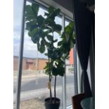 Plante vivante 6 pieds +