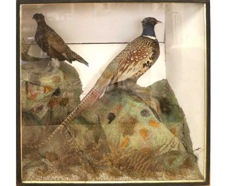 Taxidermy: A Cased Victorian Ring-necked Pheasant &amp; Grouse, circa 1870-1900, a full mount adult cockbird perched upon a g