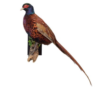 Taxidermy: A Ring-necked Pheasant (Phasianus colchicus), modern, by Robert Ellis, Taxidermist, Middlesbrough, Cleveland, a hi