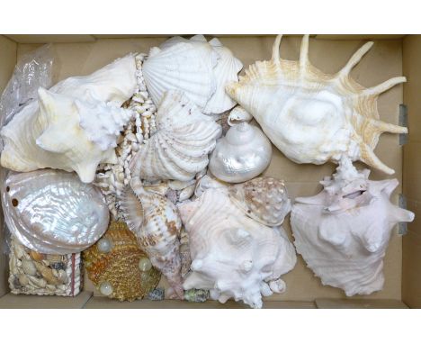 A collection of shells