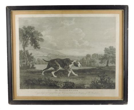 After George Stubbs (1724-1806). 'THE SPANISH POINTER', an engraving by William Woollett titled 'Engraved after an Original P