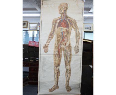 Adam Rouilly and Co life size anatomical scroll poster 'The Circulatory System'