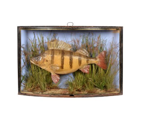 Taxidermy: A Cased Perch (Perca fluviatilis), by John Cooper &amp; Sons, 28 Radnor Street, St Luke's, London, EC, preserved a