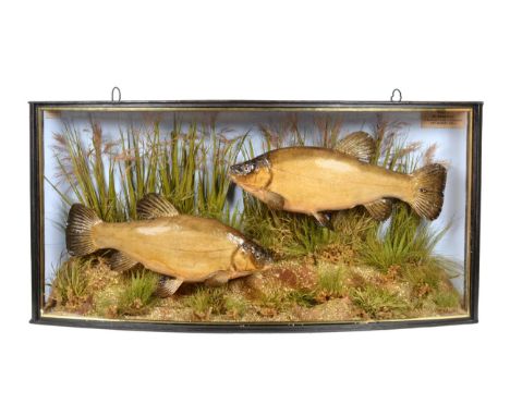 Taxidermy: A Cased Pair of Tench (Tinca tinca), by John Cooper &amp; Sons, 28 Radnor Street, St Luke's, London, EC, a pair pr