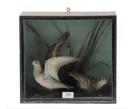Taxidermy: A Late Victorian Cased Grey Phalarope and Dunlin, by R. P. Nicholls, Taxidermist, Kingsbridge, Devon, two full mou